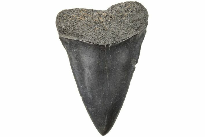 Fossil Broad-Toothed Mako Tooth - South Carolina #204777